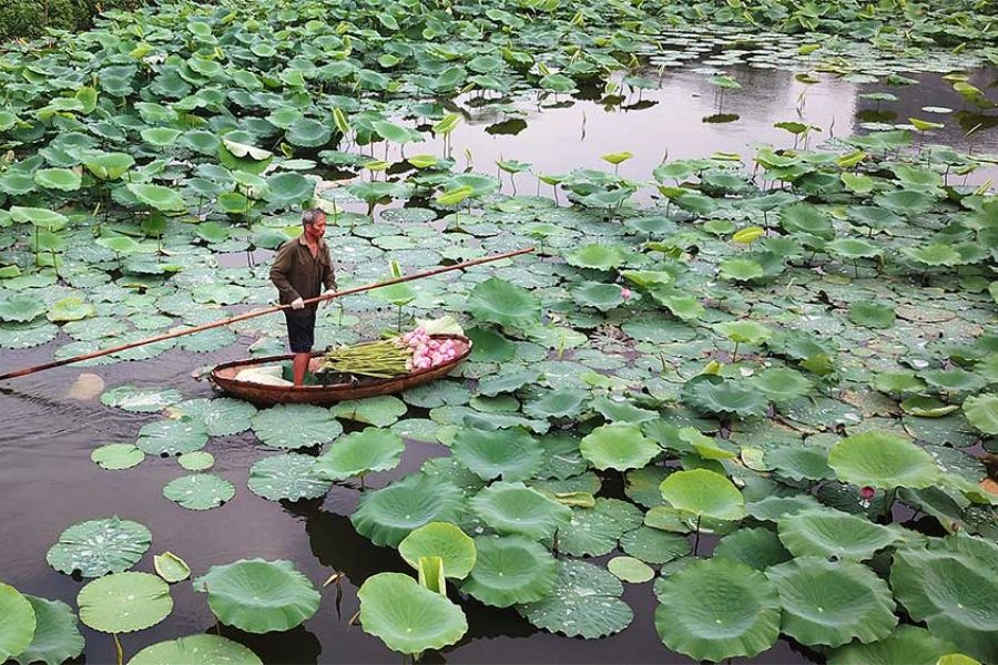Đầm Sen Tây Hồ – Khám Phá Vẻ Đẹp Của Cảnh Quan và Những Món Ăn Đặc Sản Nơi Đây