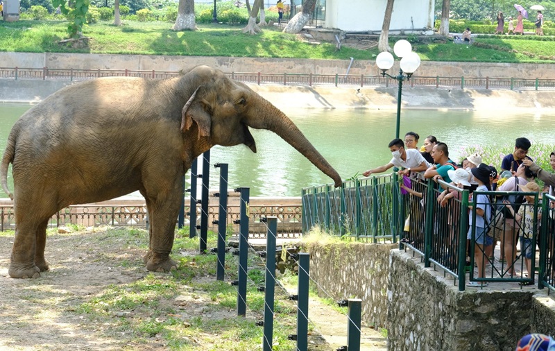 Công viên Thủ Lệ: Điểm đến lý tưởng cho những tín đồ yêu thích thiên nhiên và động vật hoang dã