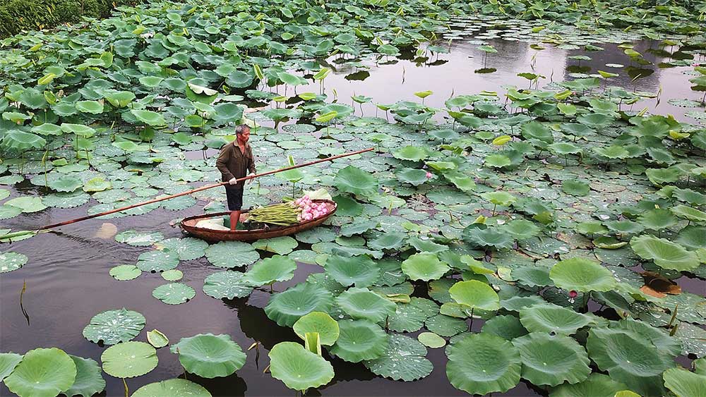 Đầm Sen Tây Hồ – Khám Phá Vẻ Đẹp Của Cảnh Quan và Những Món Ăn Đặc Sản Nơi Đây